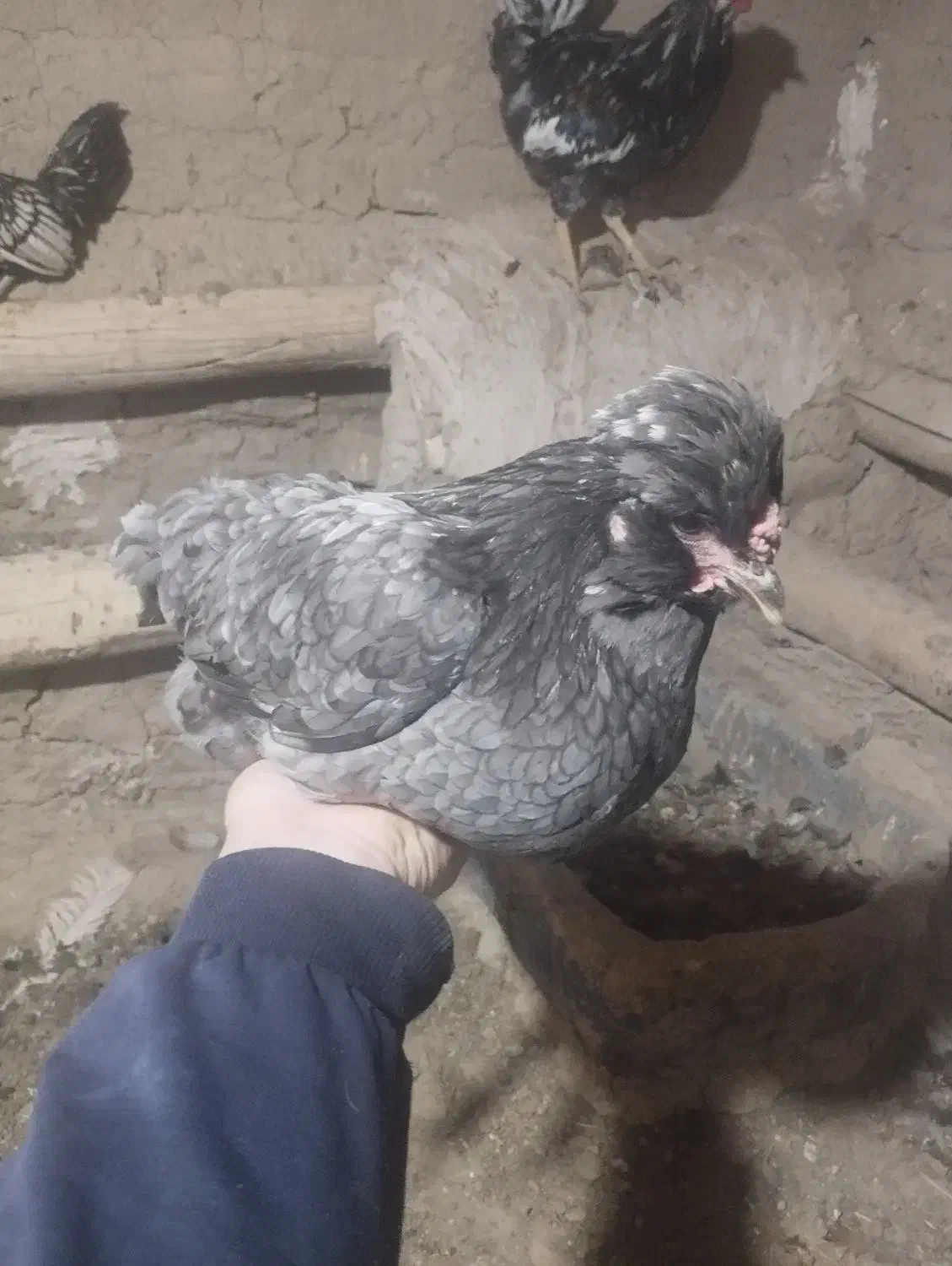 مرغ و خروس گلین|حیوانات مزرعه|کمیجان, |دیوار