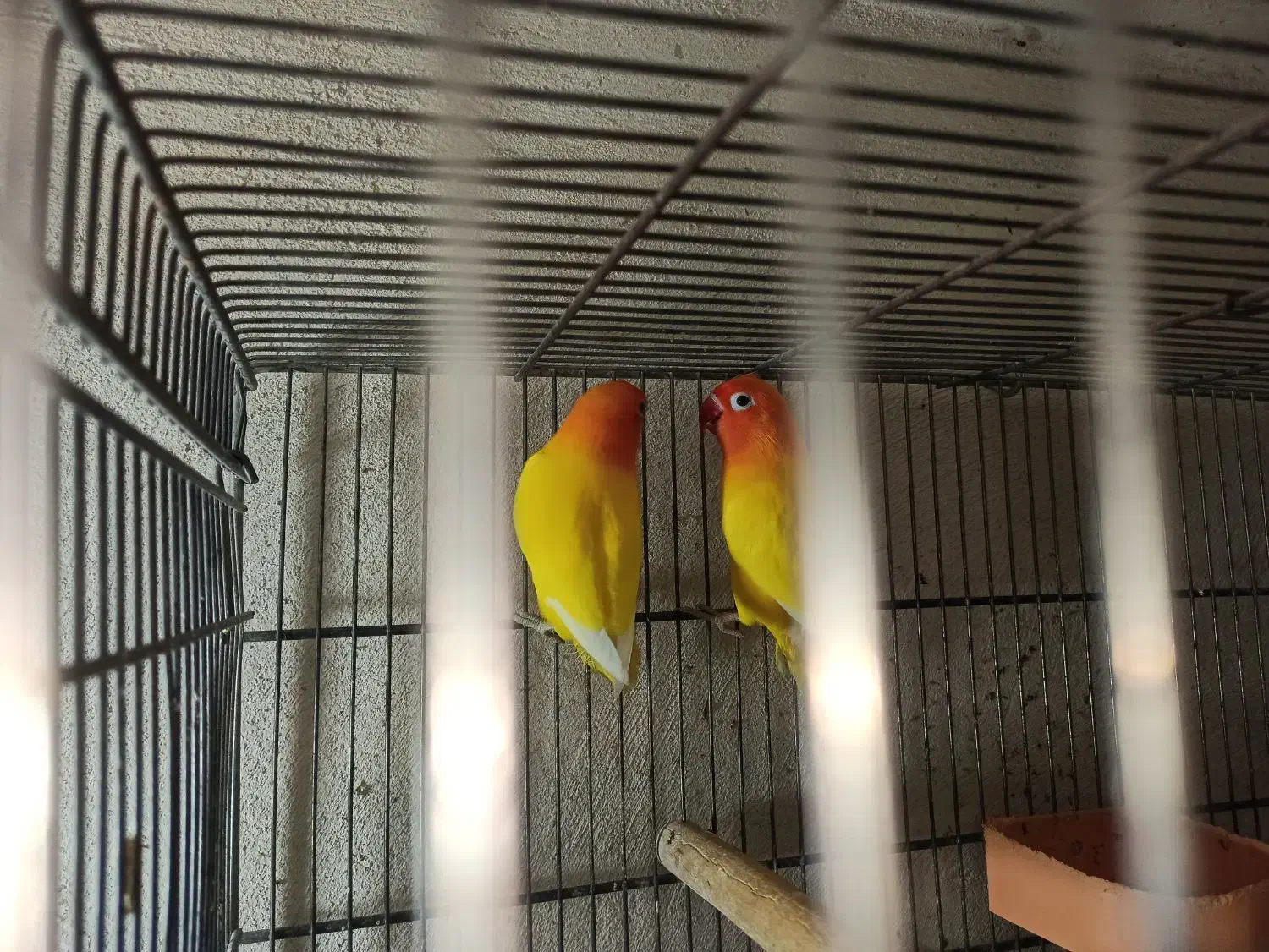 جفت کوتوله برزیلی|پرنده|برازجان, |دیوار