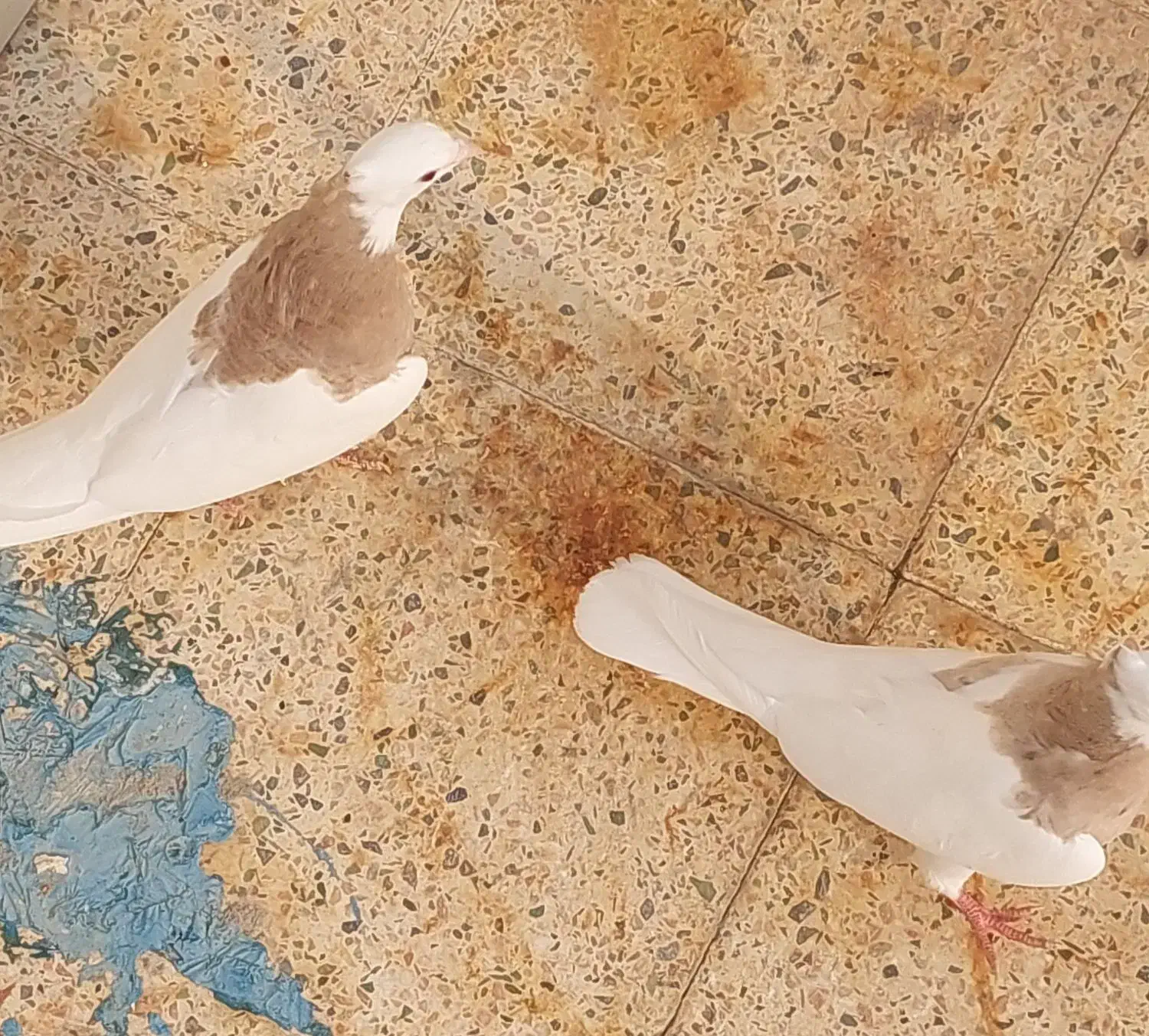 طوقی|پرنده|دهلران, |دیوار