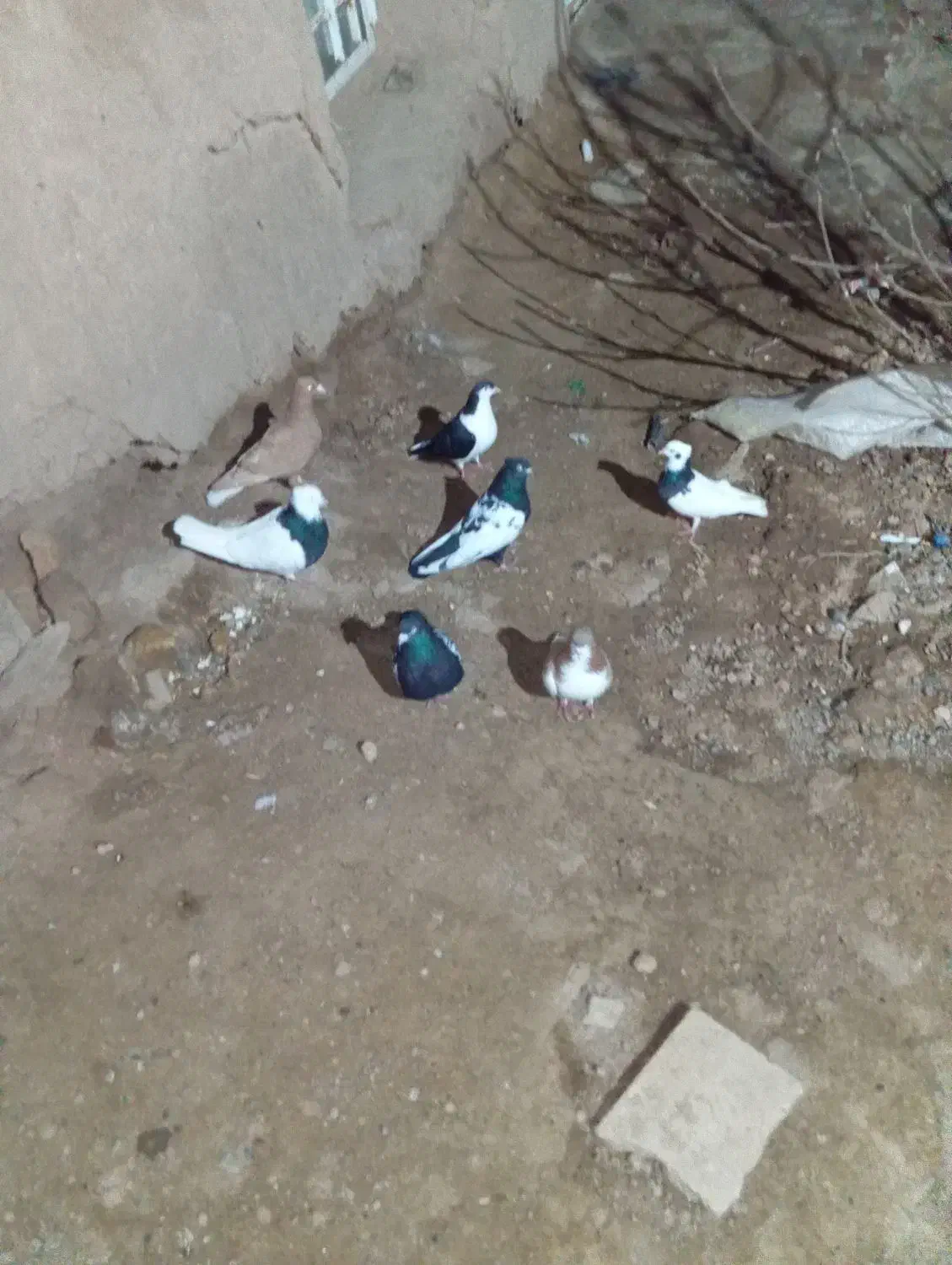 کفتر|پرنده|جوین, |دیوار