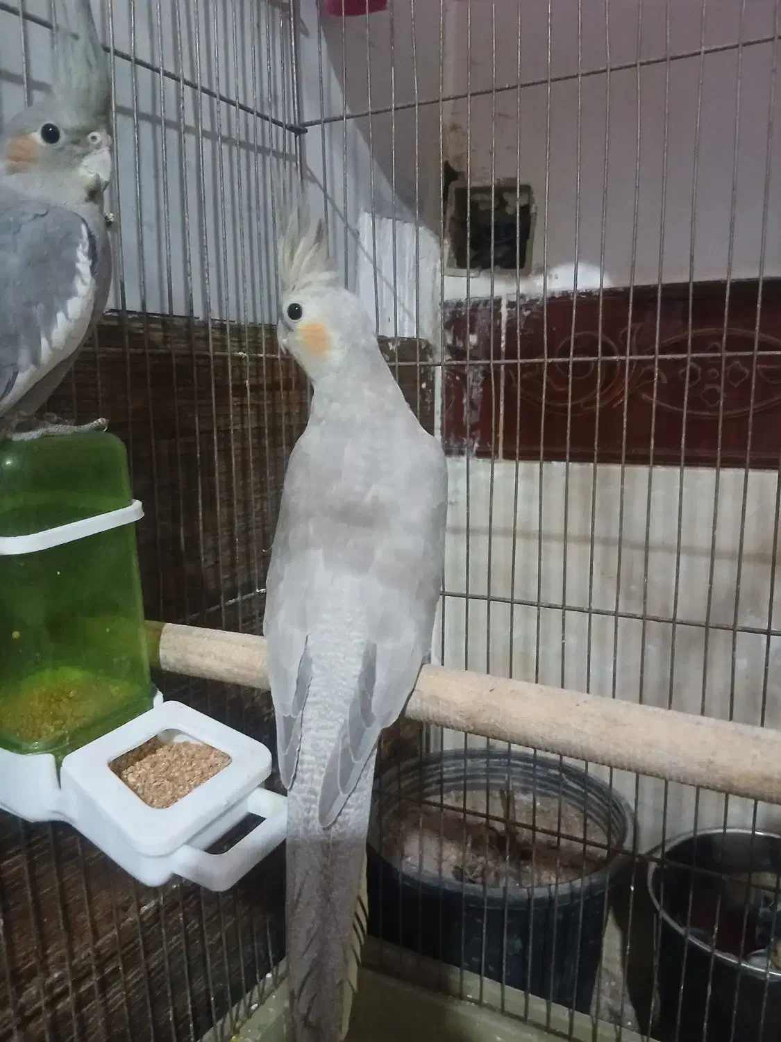 یک جفت عروس هلندی جوان|پرنده|اقبالیه, |دیوار