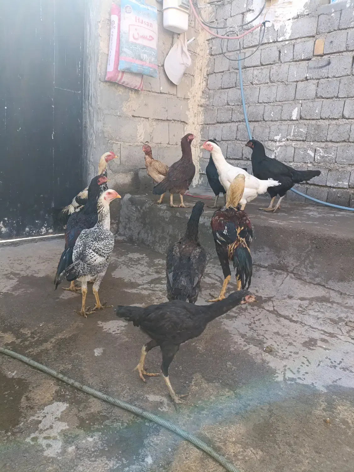 مرغ و خروس لاری|حیوانات مزرعه|چاراویماق, |دیوار