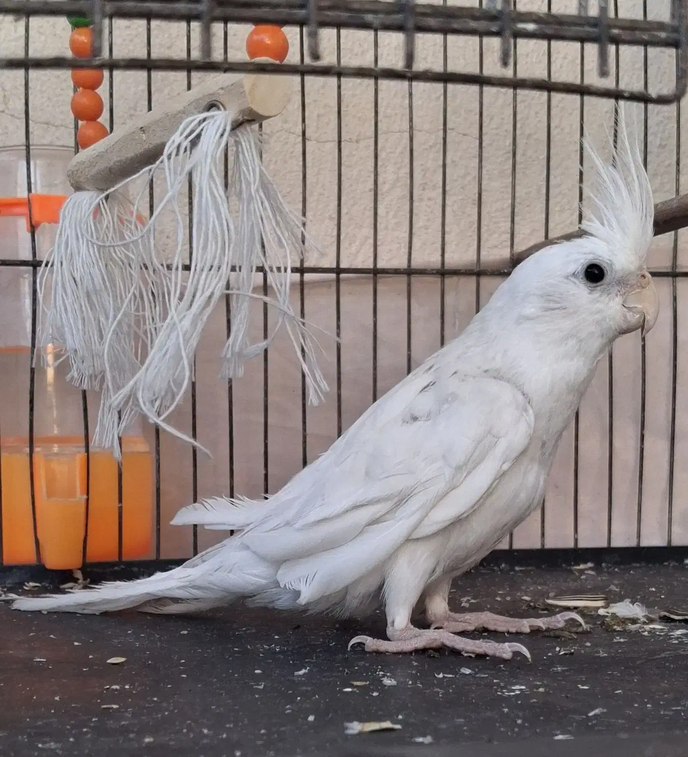 فدوش جوجه عروس هلندی آلبینو|پرنده|سیرجان, |دیوار