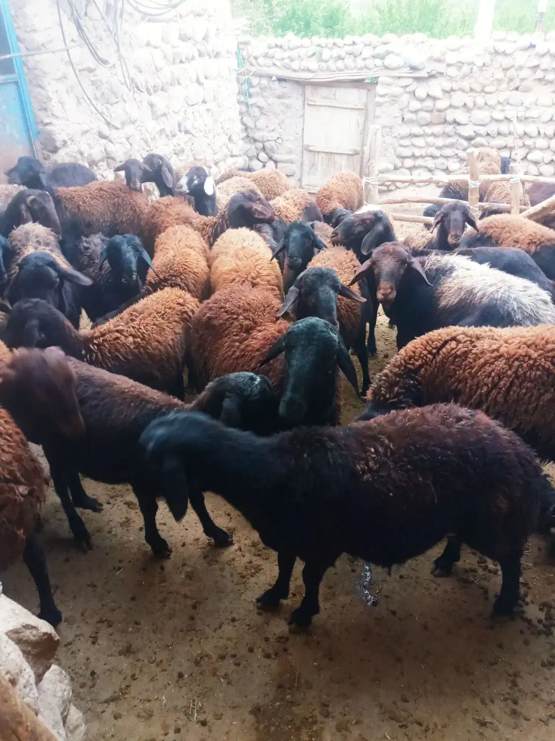 گوسفند نر|حیوانات مزرعه|نظر کهریزی, |دیوار