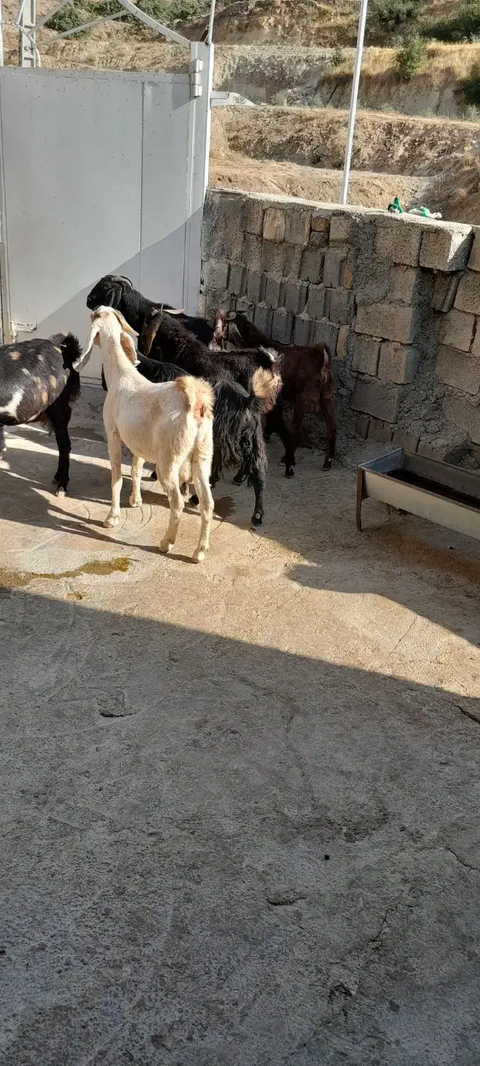 سلام فروش هفت عددبز|حیوانات مزرعه|دالاهو, |دیوار