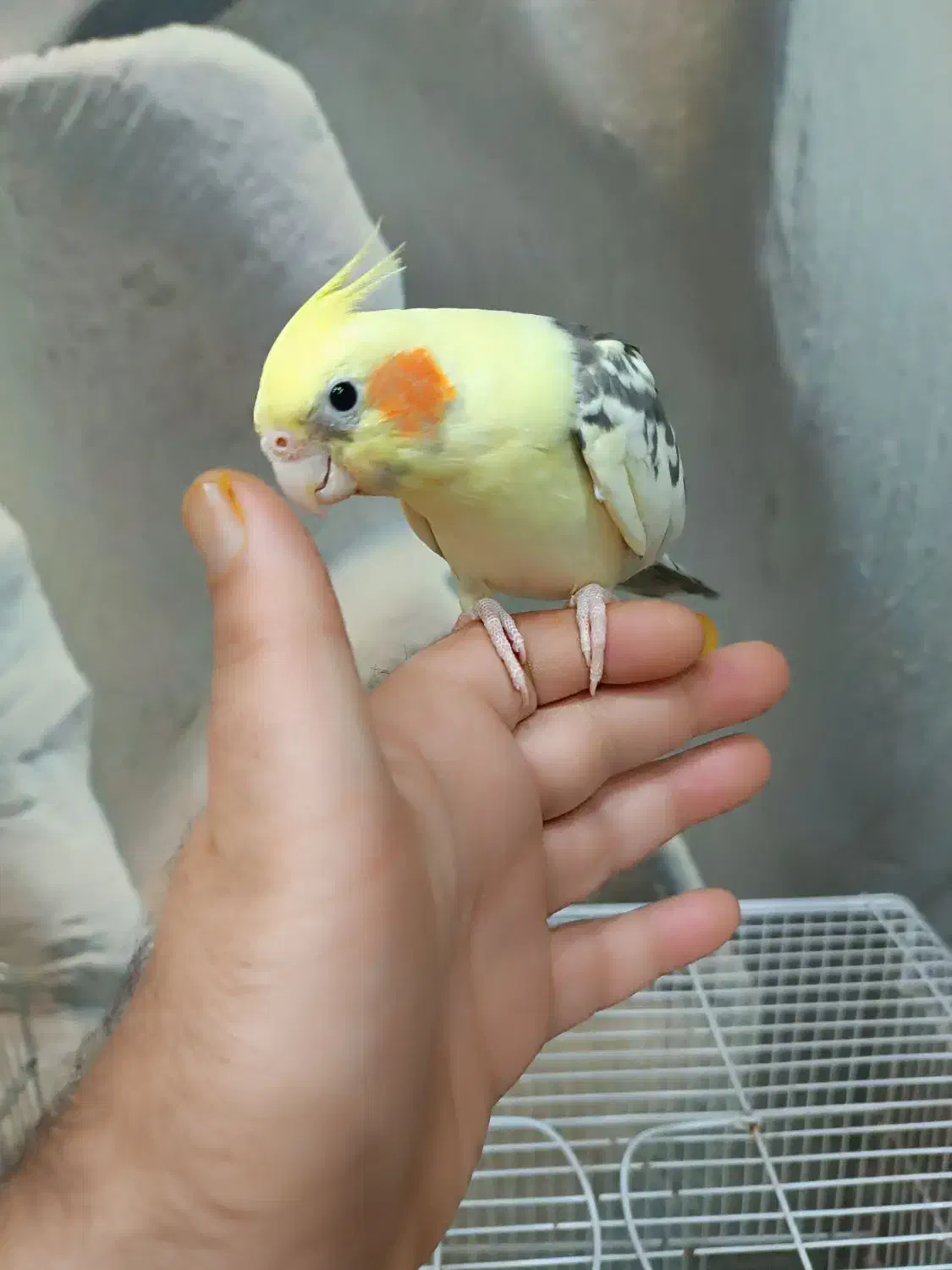 عروس هلندی نر کاملا رام ودستی|پرنده|دوگنبدان, |دیوار