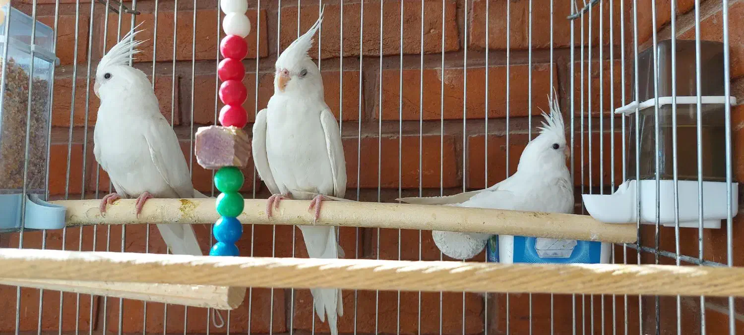 سه تا عروس هلندی آلبینو|پرنده|لواسان, |دیوار