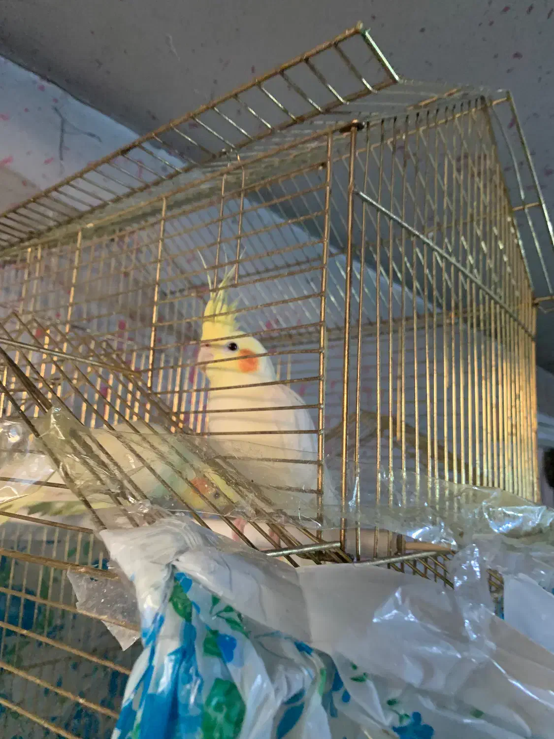 عروس جوان|پرنده|بزینه رود, |دیوار