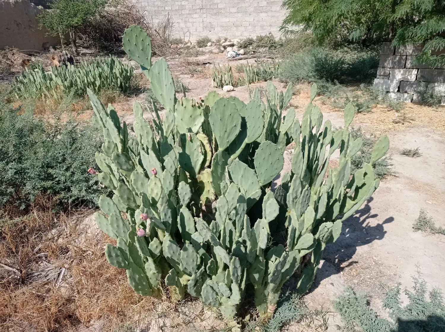 قلمه کاکتوس آپونتیای میوه دار|گل و گیاه طبیعی|گله دار, |دیوار