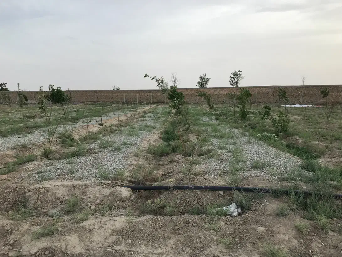 فروش زمین باغی در حسن اباد . وهن اباد|فروش زمین و ملک کلنگی|فشاپویه, |دیوار