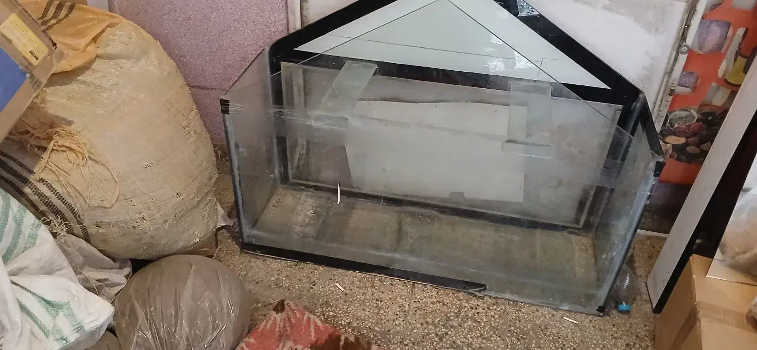 ماهی اکواریوم|ماهی|اردبیل, |دیوار