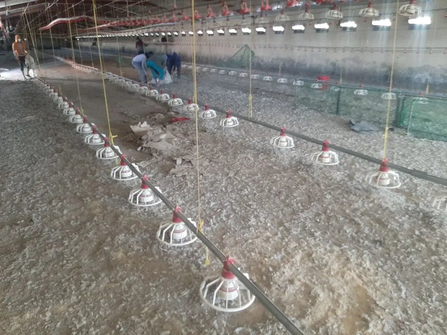 کود مرغی|خدمات باغبانی و درختکاری|قزوین, |دیوار