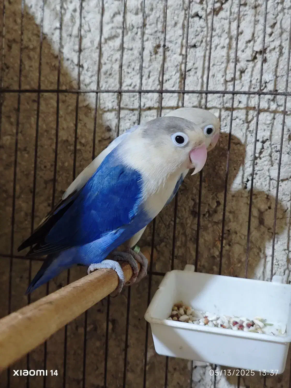 طوطی برزیلی مولد|پرنده|بهشهر, |دیوار