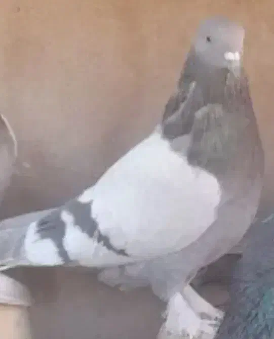 کبوتر تار یا گم شده در فیل آباد|پرنده|بابا حیدر, |دیوار