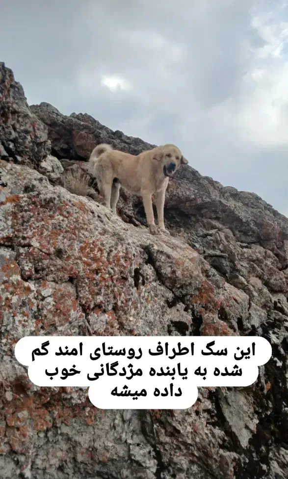 سگ گمشده|حیوانات|زنجان, |دیوار
