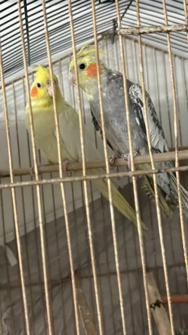 عروس هلندی|پرنده|باغستان, |دیوار