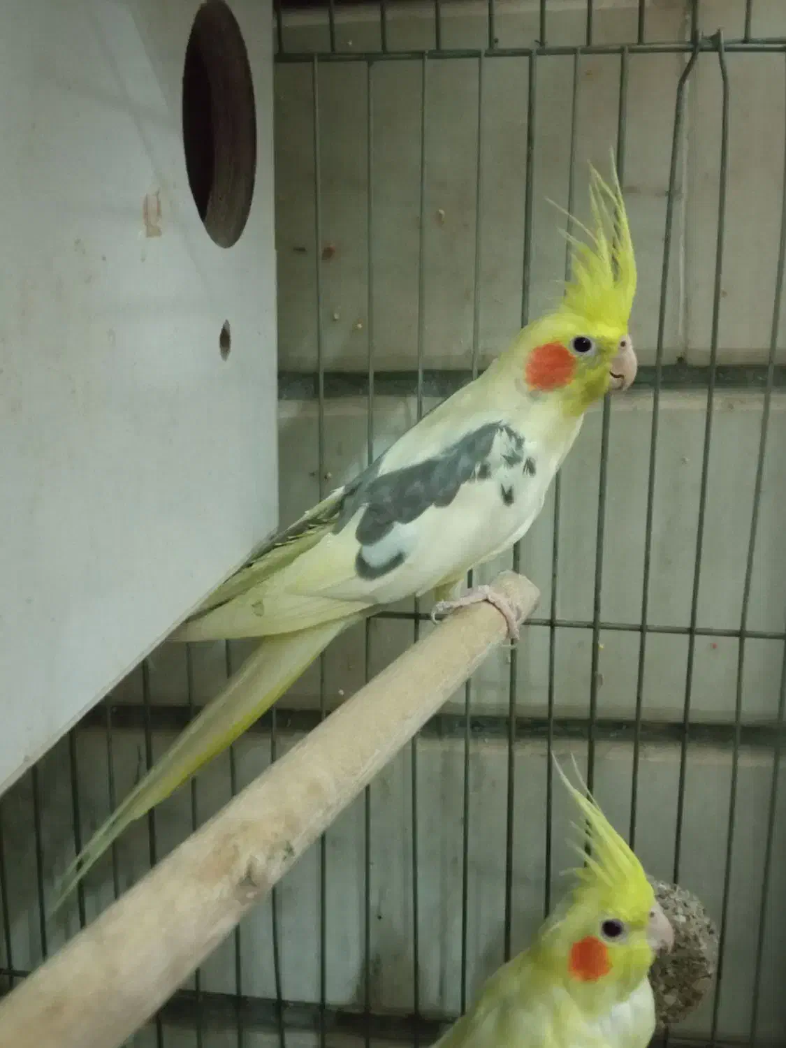 عروس هلندی جفت|پرنده|کاشان, لتحر|دیوار