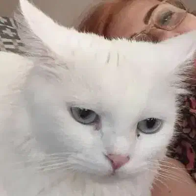 گربه پرشین و میکس|گربه|گرگان, |دیوار