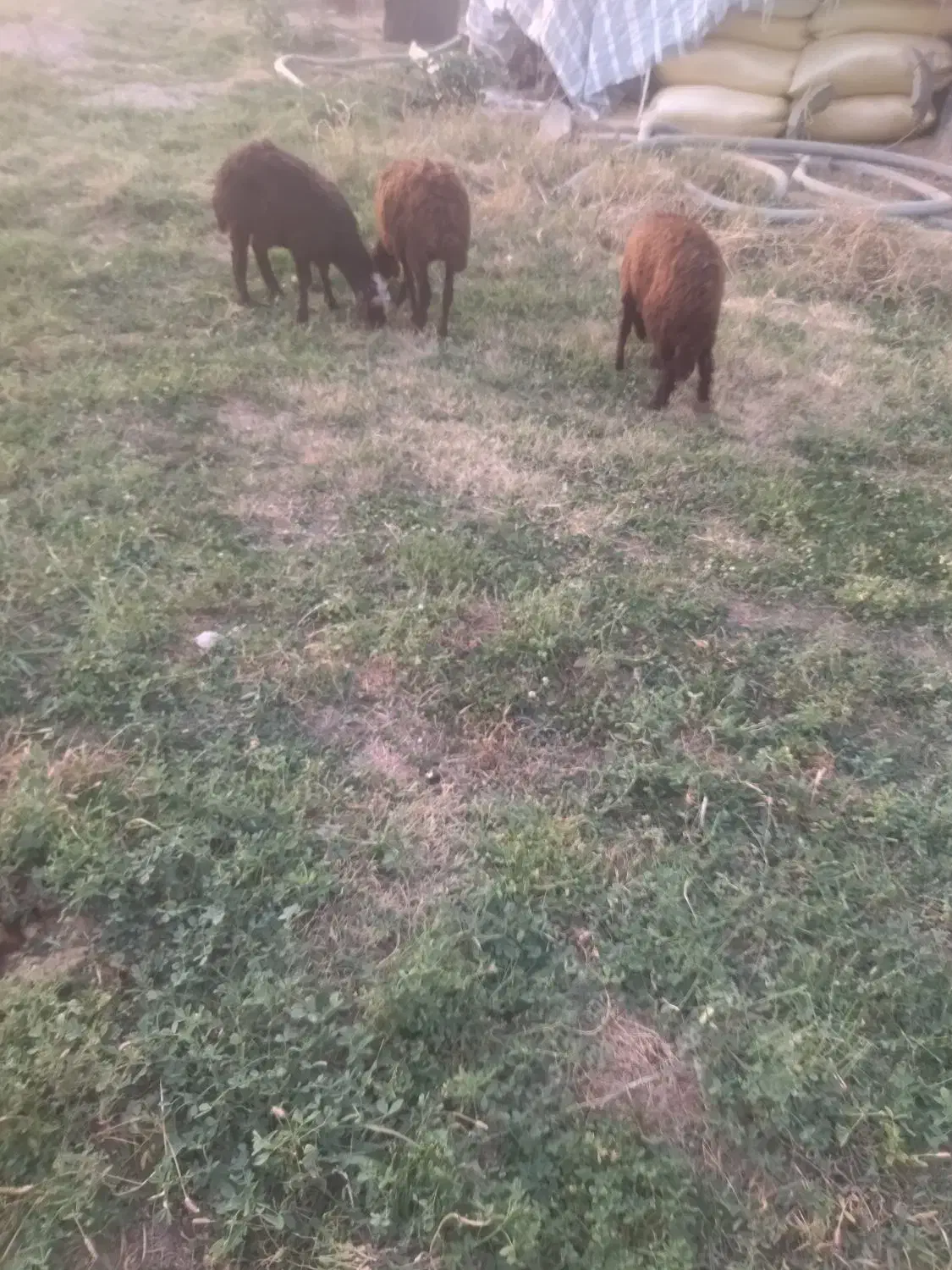 گوسفند|حیوانات مزرعه|سیمینه, |دیوار