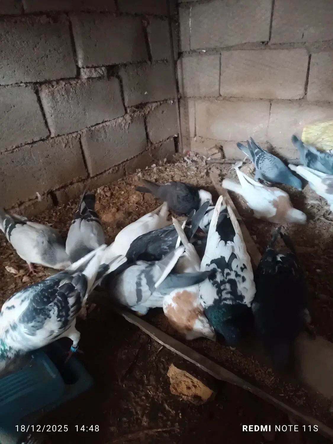 کفتر آلمانی ورنگه|پرنده|سلیمان, |دیوار