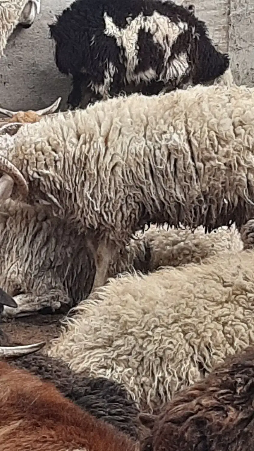 بره نر|حیوانات مزرعه|شاهینشهر, پارک بانک استان|دیوار