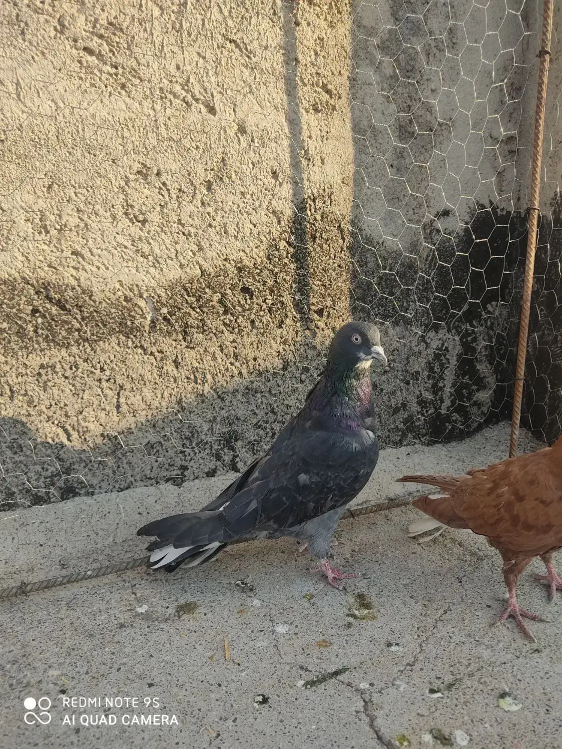 کفتر|پرنده|میانه, |دیوار