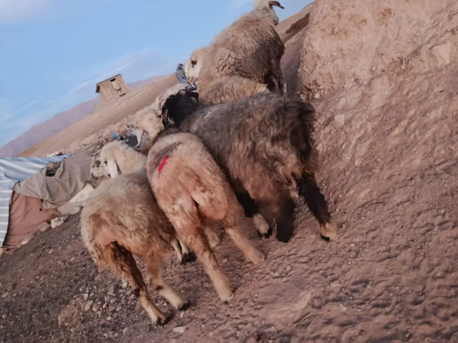 شیشک میش|حیوانات مزرعه|ارژن, |دیوار