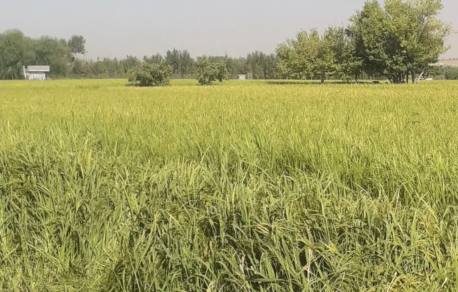 جوانه یونجه|خوردنی و آشامیدنی|اصفهان, عباس‌آباد|دیوار