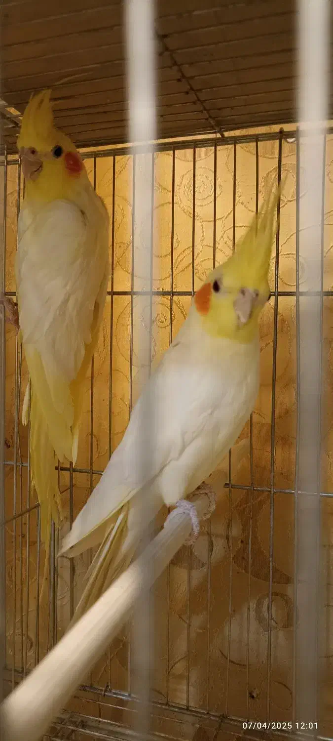 مولد تضمینی به شرط فقط 2500|پرنده|سامان, |دیوار