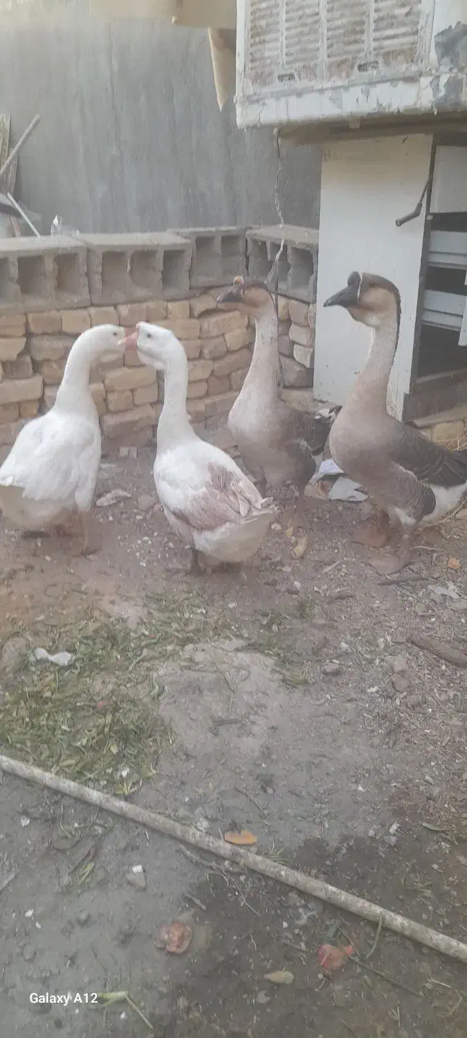 قوغاز|حیوانات مزرعه|مشهد, انصار|دیوار