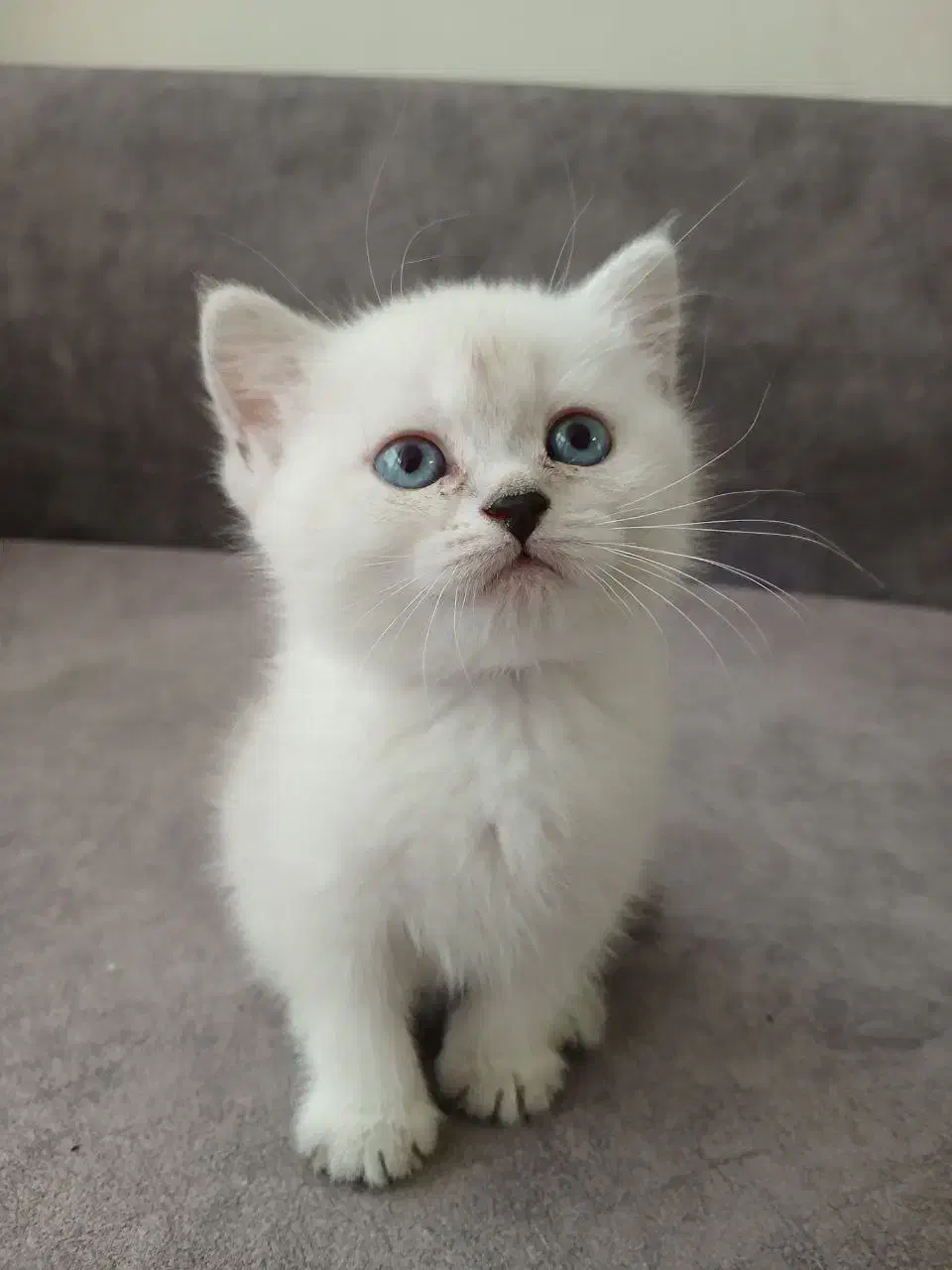 گربه های بریتیش|گربه|تهران, آسمان|دیوار