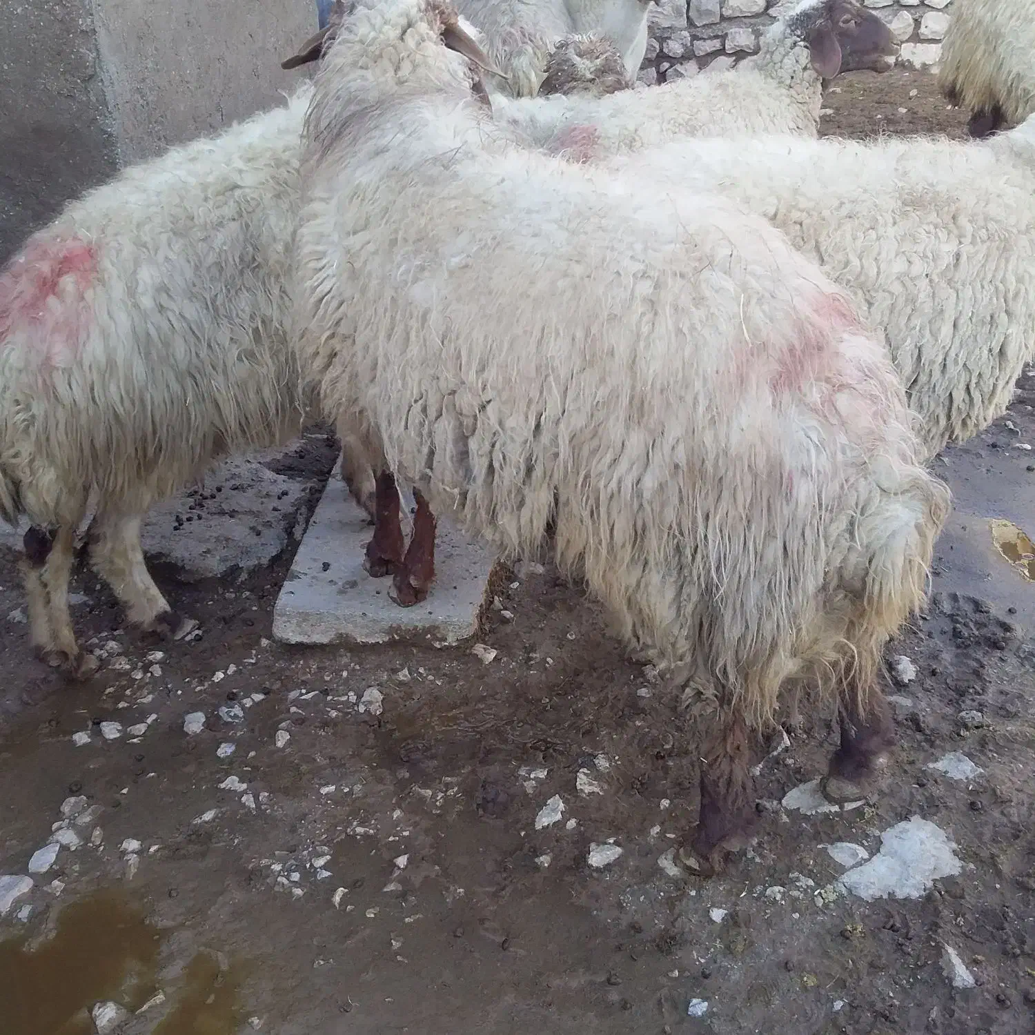 قوچ نمونه یک ساله|حیوانات مزرعه|قلعه شاهین, |دیوار