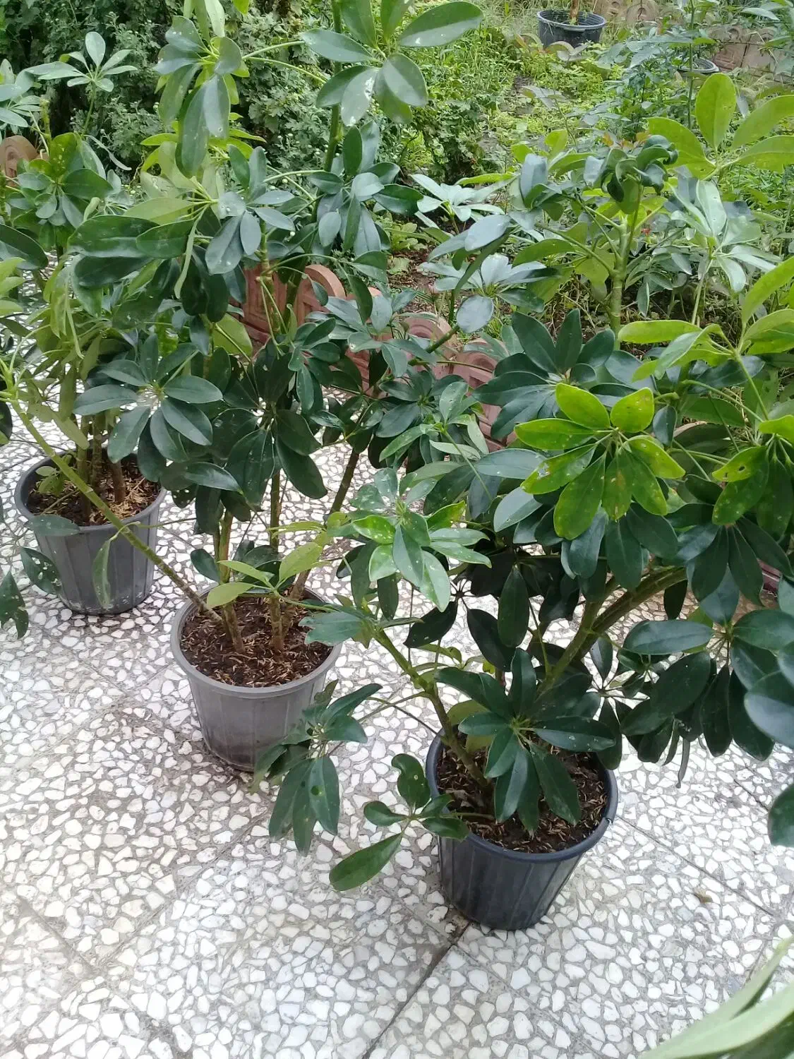 گل شفلرا سبز|گل و گیاه طبیعی|رشت, توشیبا|دیوار