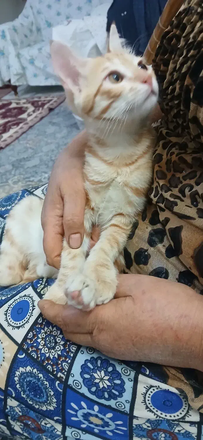 گربه تازه رفته تو ۳ماه|گربه|ساوه, |دیوار