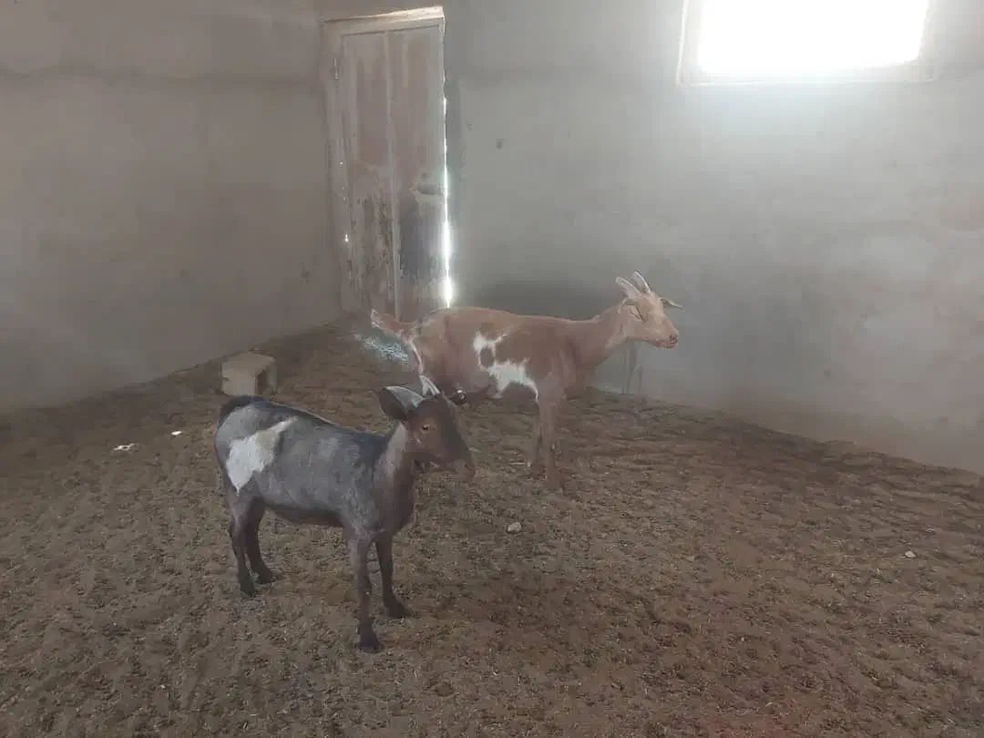 بز و گیسه|حیوانات مزرعه|کشکوئیه, |دیوار