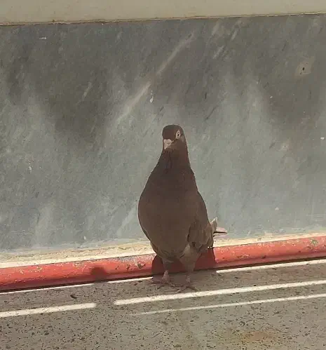 فروش فوری کبوترفیت|پرنده|سامان, |دیوار