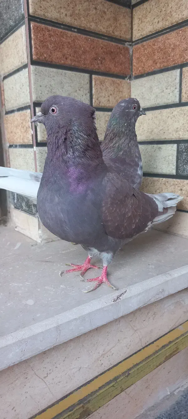 تهرونی گرو بند ساعت سنگین|پرنده|خمینی‌شهر, |دیوار