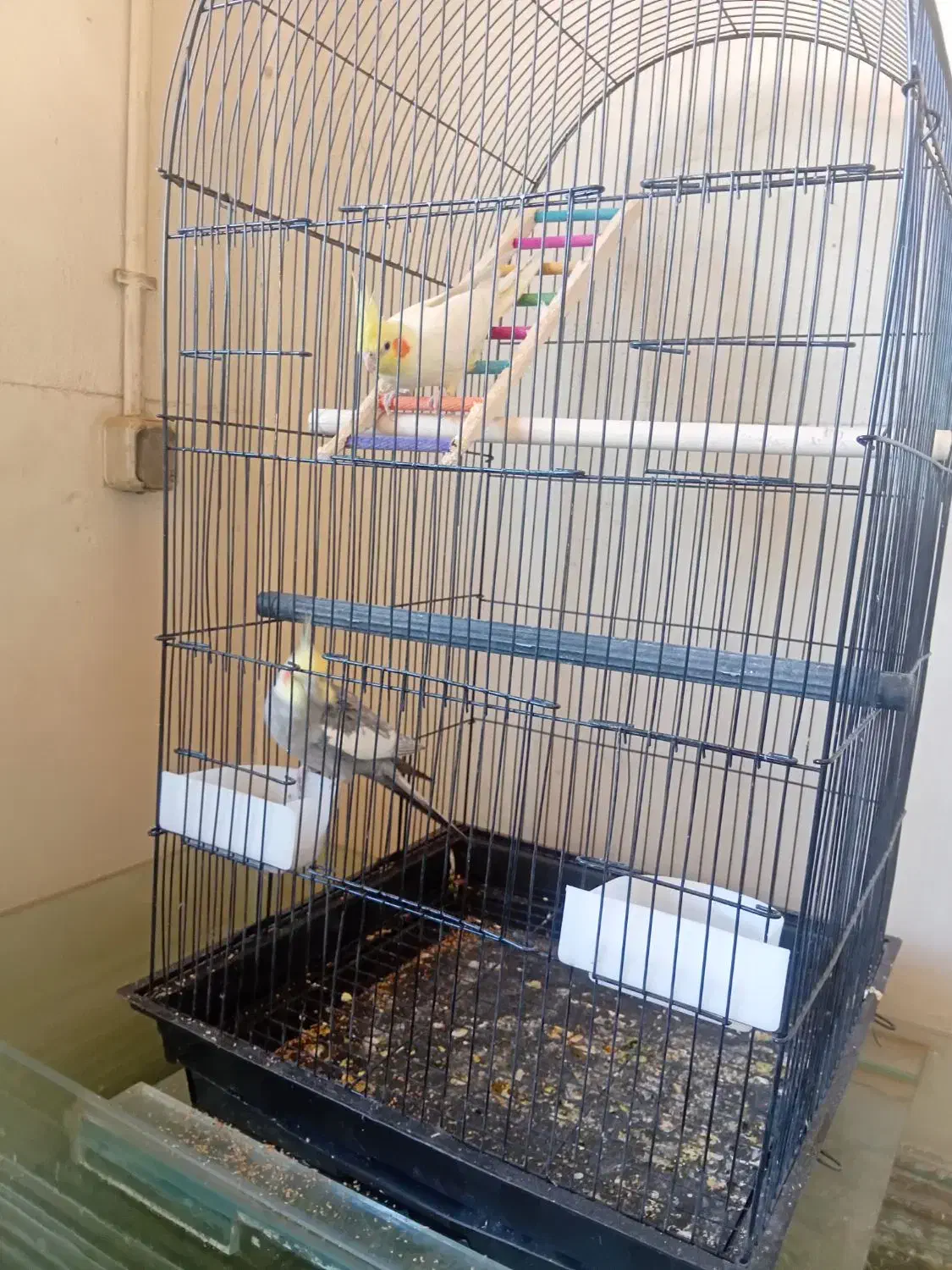 عروس هلندی|پرنده|مشهد, شهرک صنعتی توس|دیوار