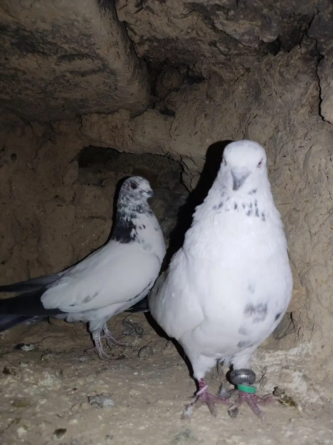 گبوتر|پرنده|فرخشهر, |دیوار