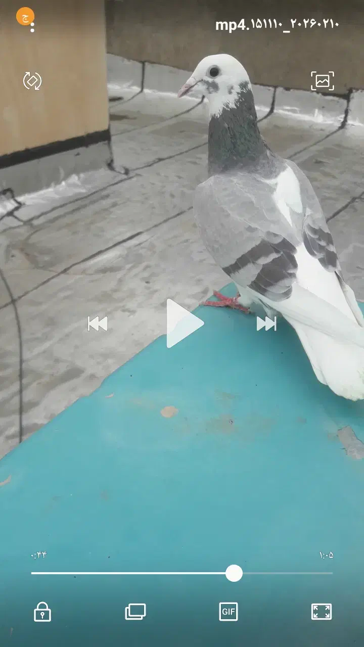 کبوتر|حیوانات|کرمانشاه, |دیوار