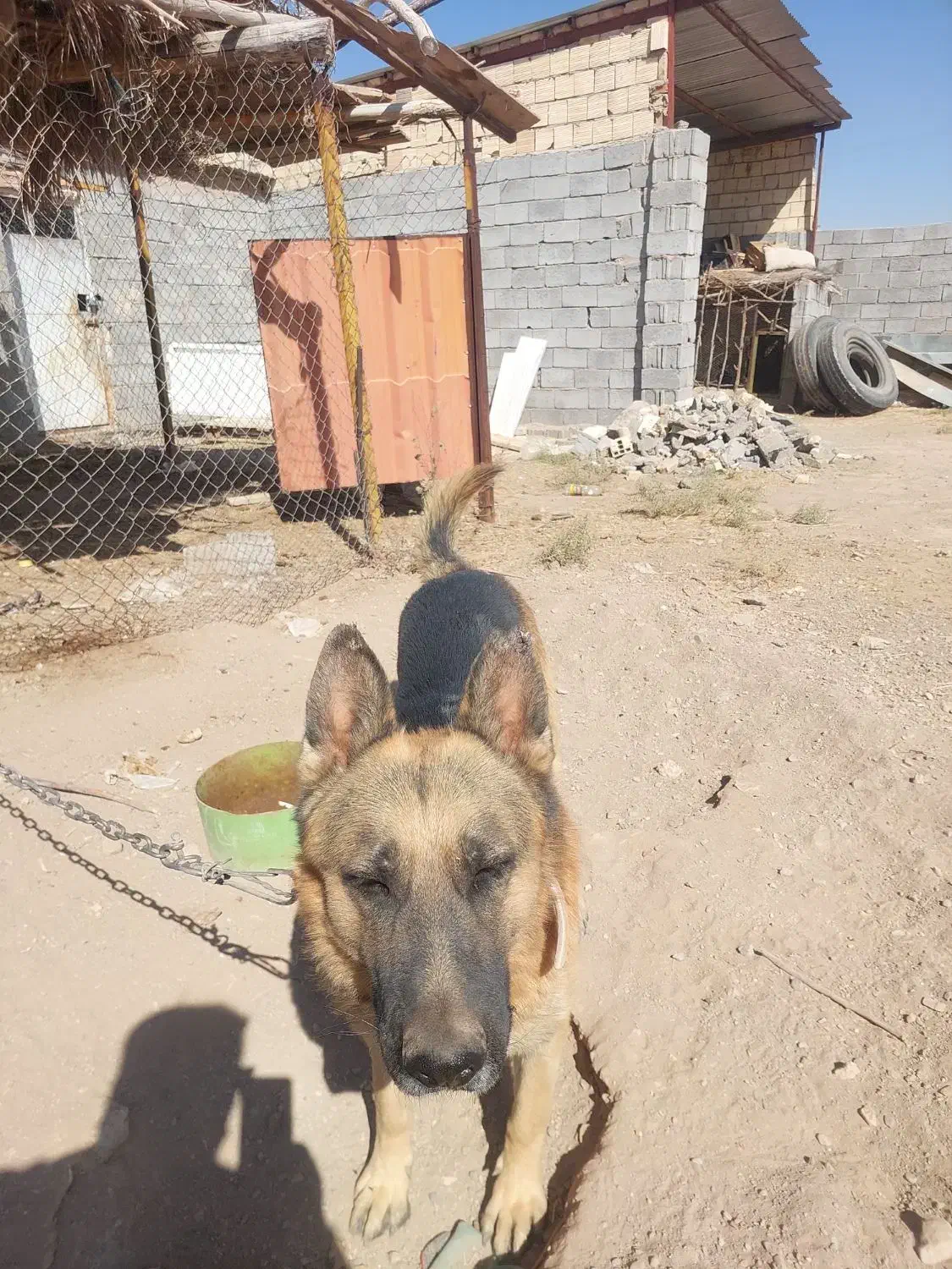 سگ ژرمن|سگ|شهر بابک, |دیوار