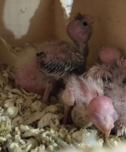 جفت مولد دوکت لوتینو|پرنده|بندر دیر, |دیوار