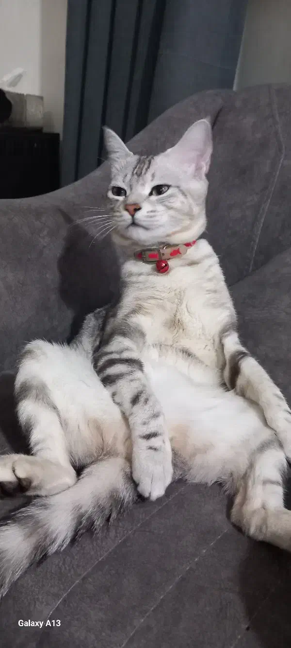 گربه|گربه|گنبد کاووس, |دیوار