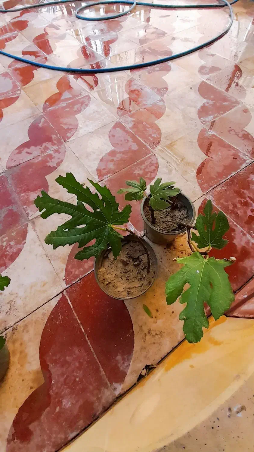 نهال انجیر|گل و گیاه طبیعی|کازرون, |دیوار