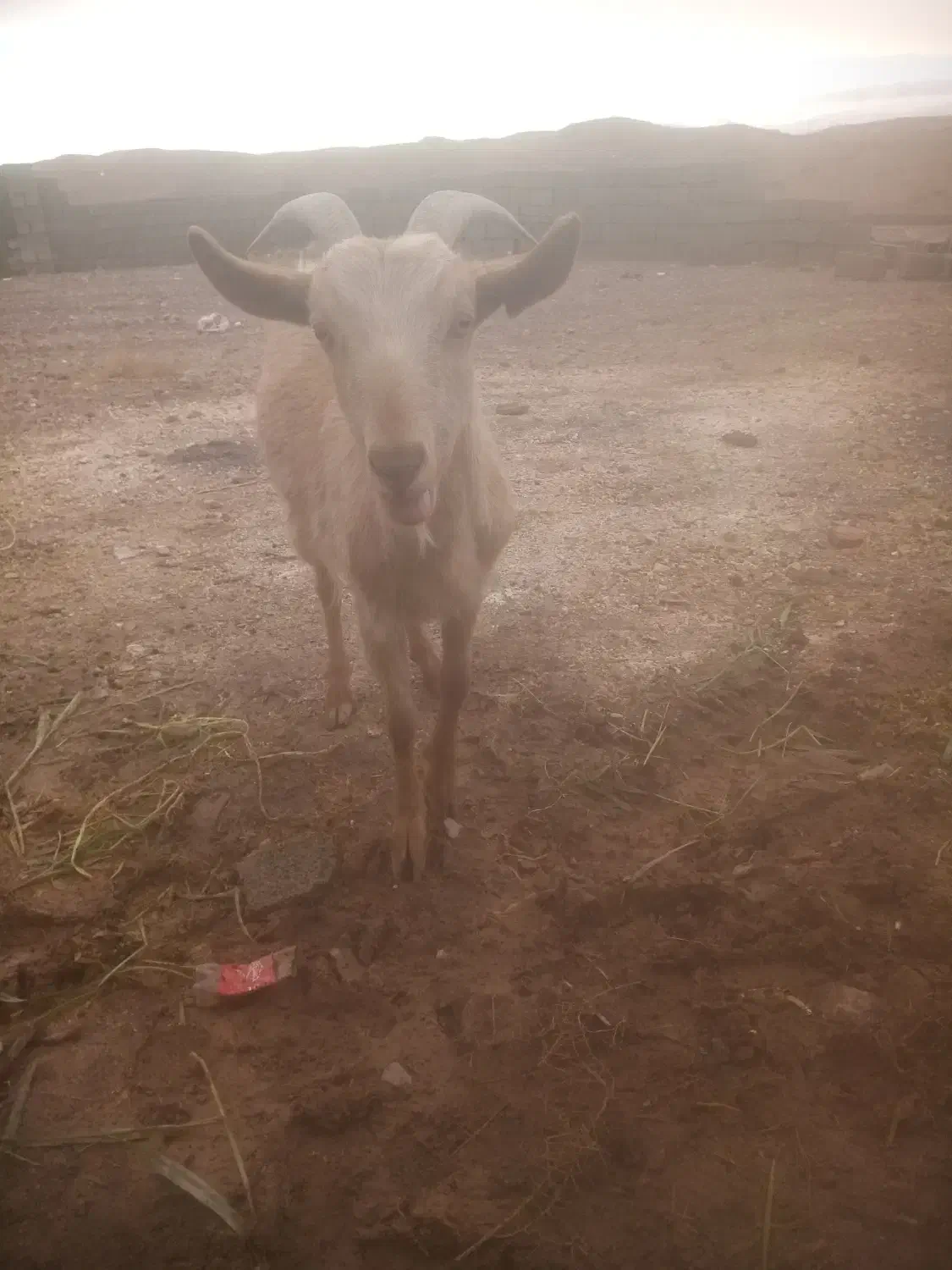 کولارسانن آبستن 2ونیم ماه یا3ماه|حیوانات مزرعه|گناباد, |دیوار