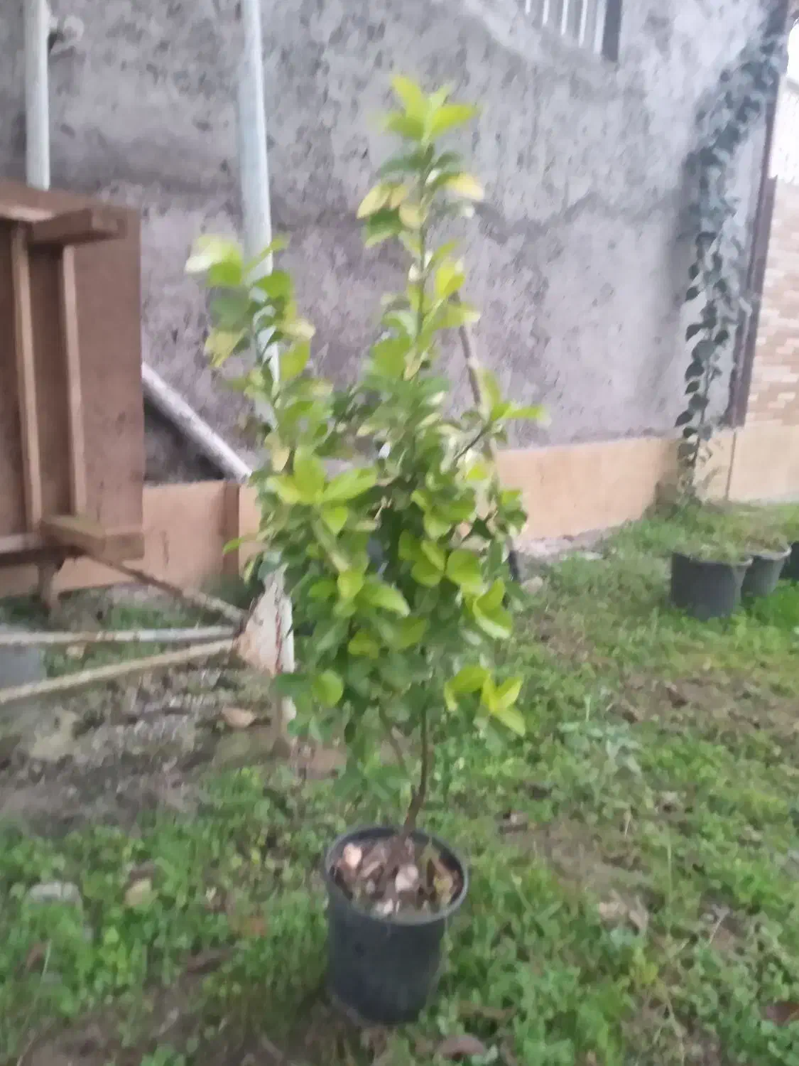 فروش شمشاد تزئین محوطه|گل و گیاه طبیعی|سیاهکل, |دیوار