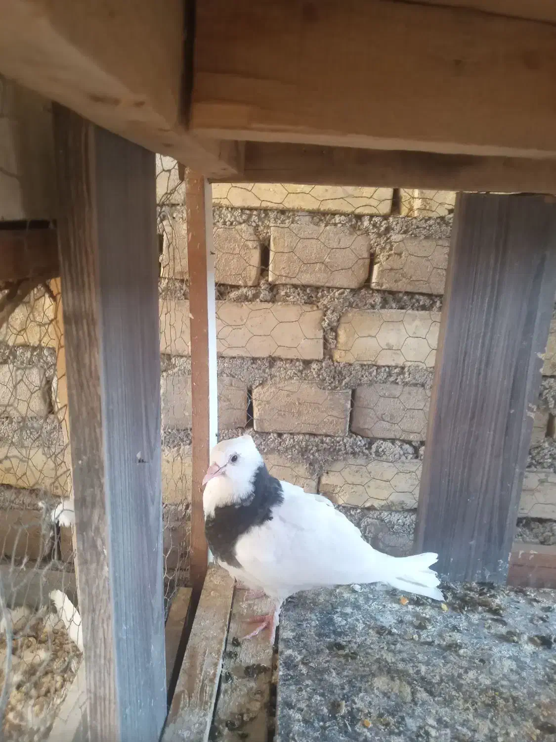 طوقی|پرنده|یزد, |دیوار