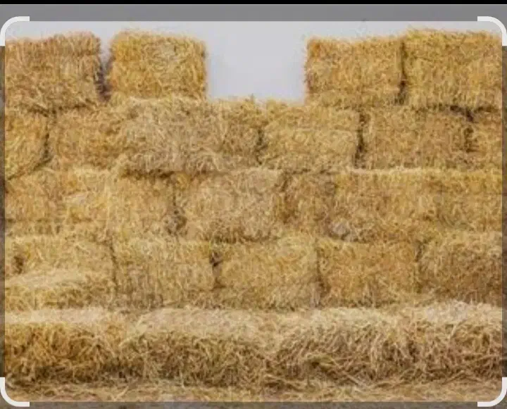 سرچنا|لوازم جانبی حیوانات|رشت, بیجارپس|دیوار