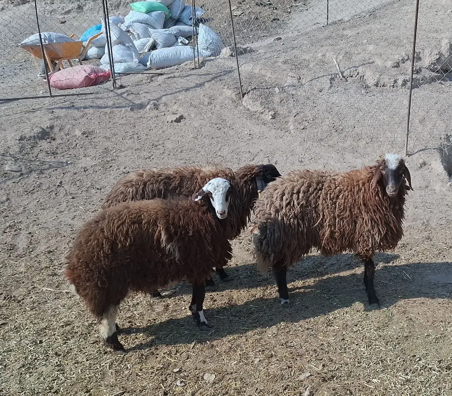 3 راس کاور ماده افشاری دره شهر|حیوانات مزرعه|دره شهر, |دیوار