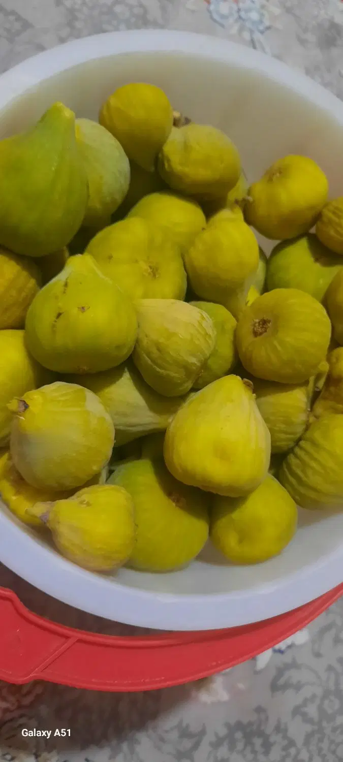 انجیر|خوردنی و آشامیدنی|سمنان, |دیوار